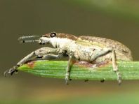 Sitona griseus, Gemeiner Lupinenblattrandkäfer