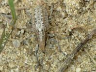 Sitona griseus, Gemeiner Lupinenblattrandkäfer