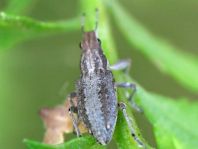 Sitona griseus, Gemeiner Lupinenblattrandkäfer