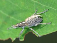 Sitona gressorius, Großer Lupinenblattrandkäfer