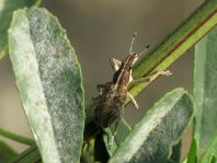 Sitona gressorius, Großer Lupinenblattrandkäfer