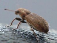 Sitona gressorius