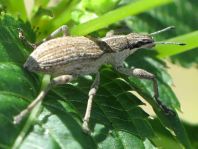 Sitona gressorius, Großer Lupinenblattrandkäfer