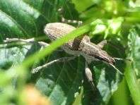 Sitona gressorius, Großer Lupinenblattrandkäfer