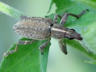 Sitona gressorius, Großer Lupinenblattrandkäfer