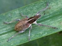 Sitona gressorius, Großer Lupinenblattrandkäfer
