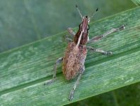 Sitona gressorius, Großer Lupinenblattrandkäfer