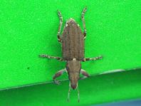 Sitona griseus, Gemeiner Lupinenblattrandkäfer