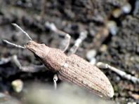 Sitona griseus, Gemeiner Lupinenblattrandkäfer