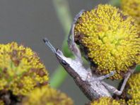 Sitona gressorius, Großer Lupinenblattrandkäfer