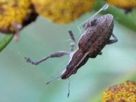 Sitona gressorius, Großer Lupinenblattrandkäfer
