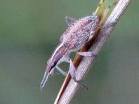 Sitona gressorius, Großer Lupinenblattrandkäfer