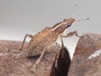 Sitona gressorius, Großer Lupinenblattrandkäfer