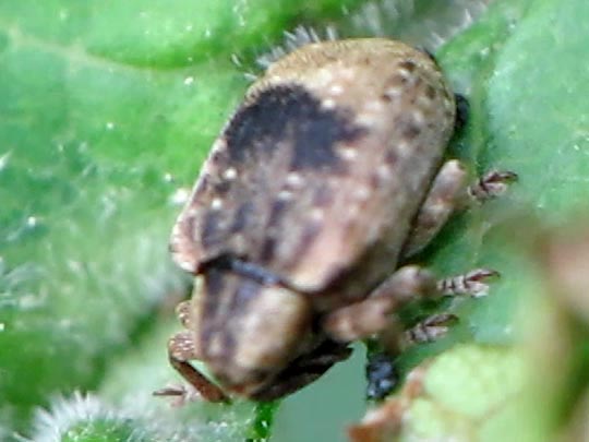 Stereonychus fraxini