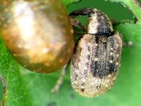 Stereonychus fraxini