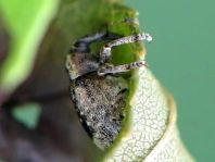 Stereonychus fraxini