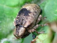 Stereonychus fraxini