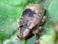Stereonychus fraxini