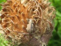 Strophosoma melanogrammum, Schwarzfleckiger Kranzrüssler