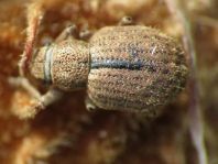 Strophosoma melanogrammum, Schwarzfleckiger Kranzrüssler