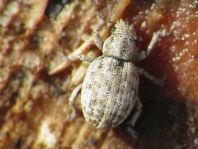 Strophosoma capitatum
