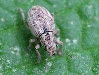 Strophosoma capitatum