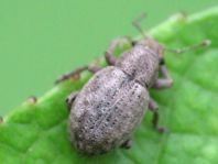Strophosoma capitatum