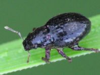 Strophosoma capitatum