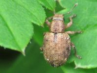 Strophosoma melanogrammum, Schwarzfleckiger Kranzrüssler