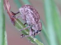 Strophosoma capitatum