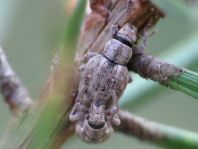 Strophosoma capitatum