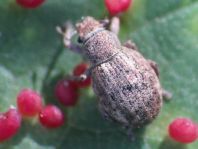 Strophosoma capitatum
