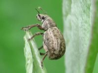 Strophosoma capitatum