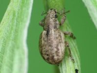 Strophosoma capitatum