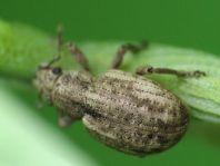 Strophosoma capitatum