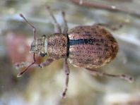 Strophosoma melanogrammum, Schwarzfleckiger Kranzrüssler
