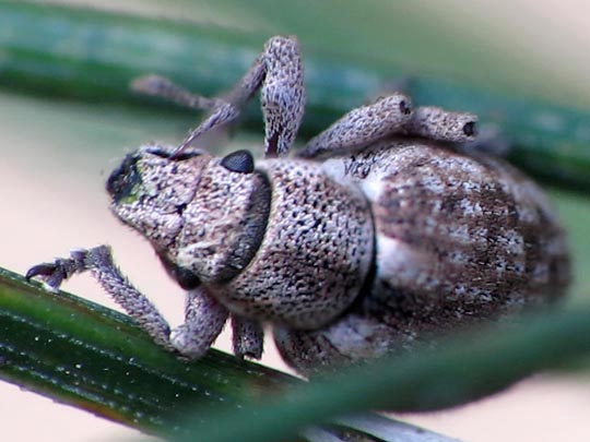 Strophosoma capitatum