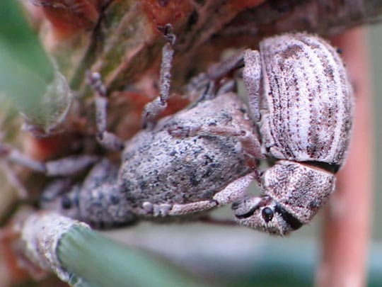 Strophosoma capitatum
