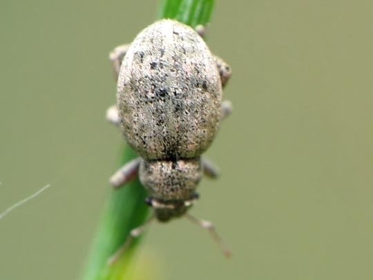 Strophosoma capitatum
