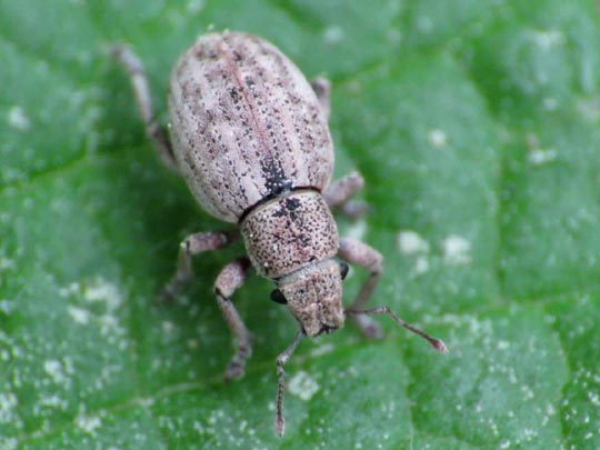 Strophosoma capitatum