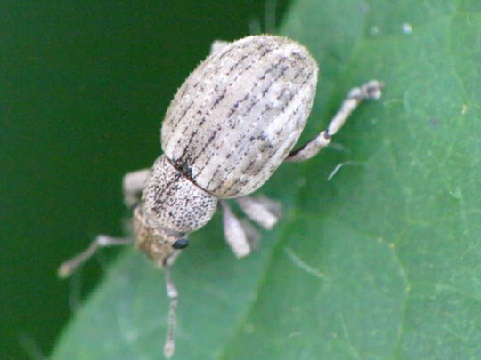 Strophosoma capitatum