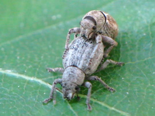 Strophosoma capitatum