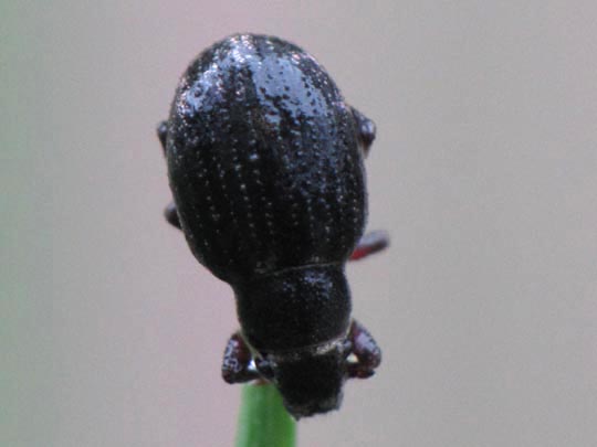 Strophosoma sp.