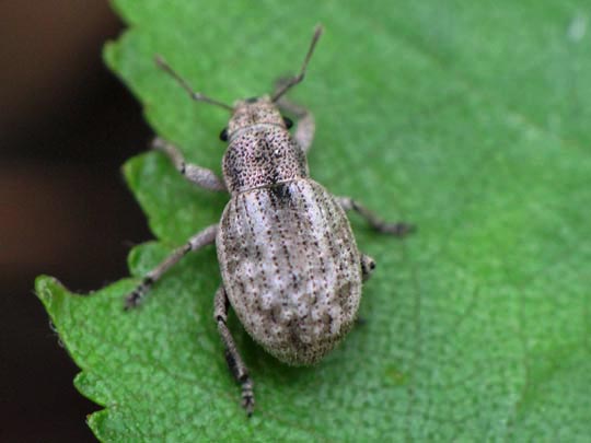 Strophosoma cf. capitatum
