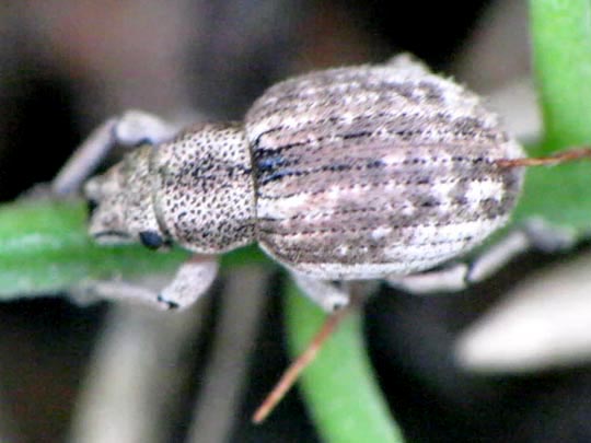 Strophosoma capitatum