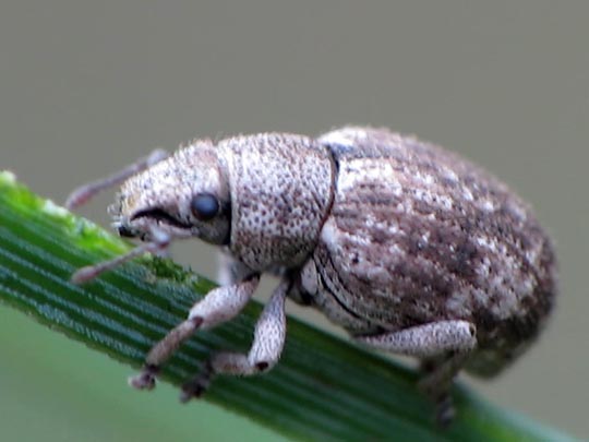 Strophosoma capitatum