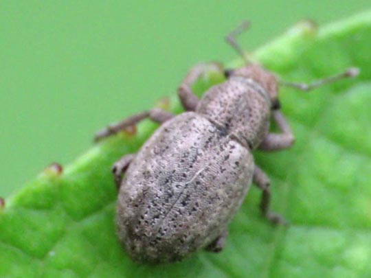 Strophosoma capitatum