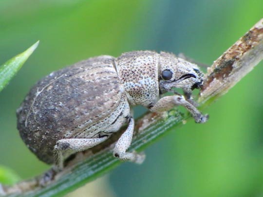 Strophosoma capitatum