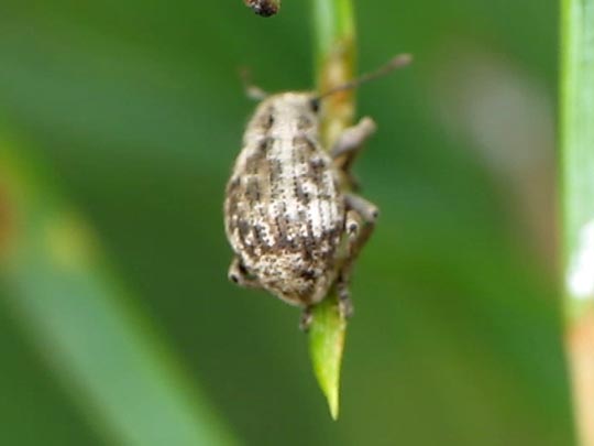Strophosoma capitatum