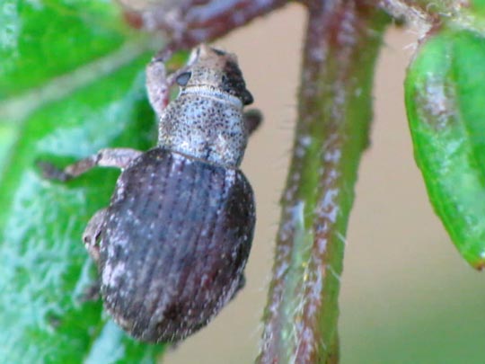 Strophosoma capitatum